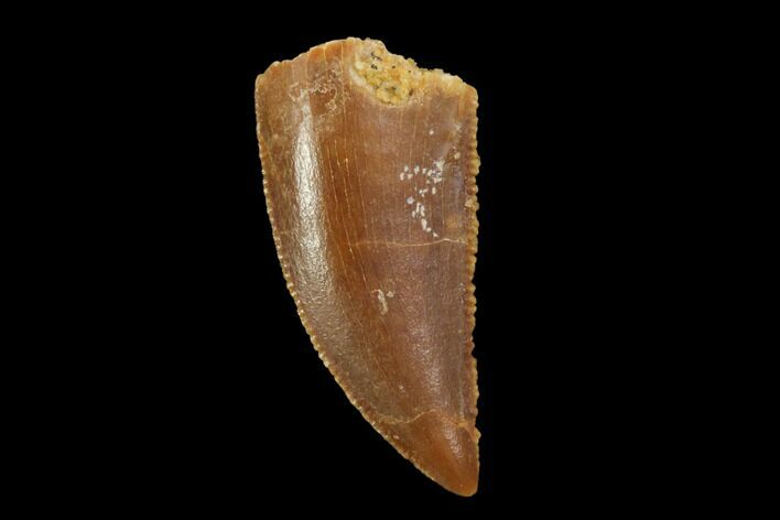 Serrated, Raptor Tooth - Real Dinosaur Tooth #94107